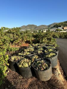 IMG_5211 Freshly harvested grapes in crates at a Spanish vineyard near Alicante, with hillside village in the background